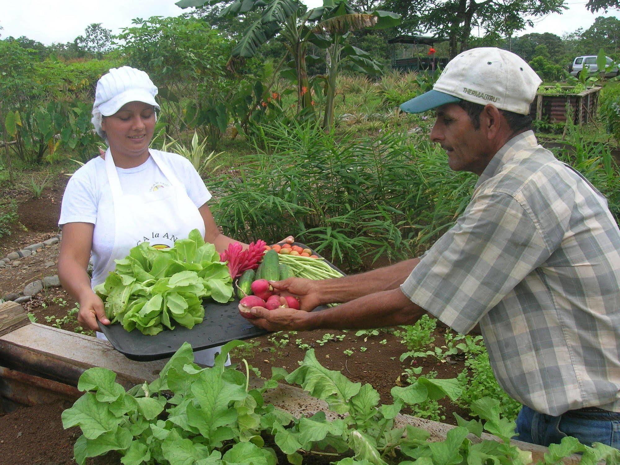 La Anita Rain Forest Colonia Dos Ríos Eksteriør billede